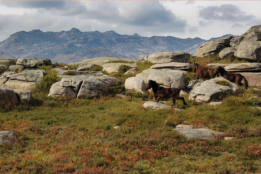 nature-sauvage-de-corno-de-bico